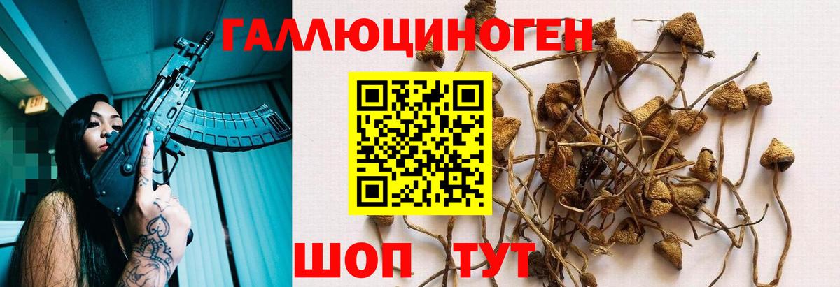 Славгород  Псилоцибиновые грибы Psilocybe  Псилоцибиновые грибы Magic Shrooms  Вход с VPN 